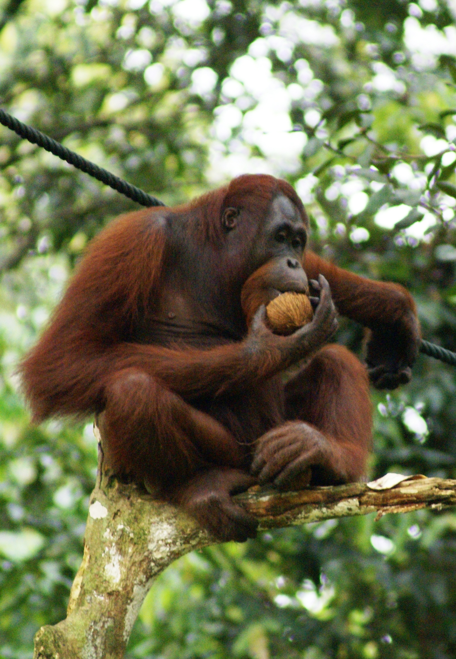upload.wikimedia.org_wikipedia_commons_b_be_orang_utan_semenggok_forest_reserve_sarawak_borneo_malaysia.jpg